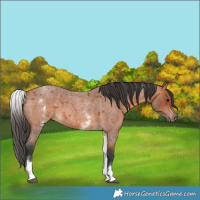 Horse Color:White Spotted Bay Roan 