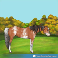 Horse Color:White Spotted Bay 