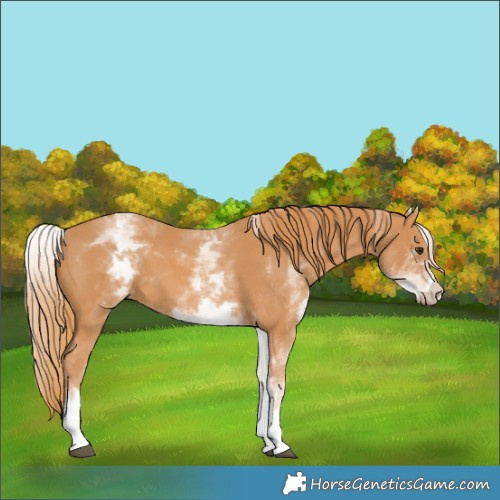 Horse Color:White Spotted Chestnut 