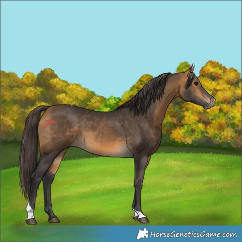 Horse Color:Buckskin Tobiano