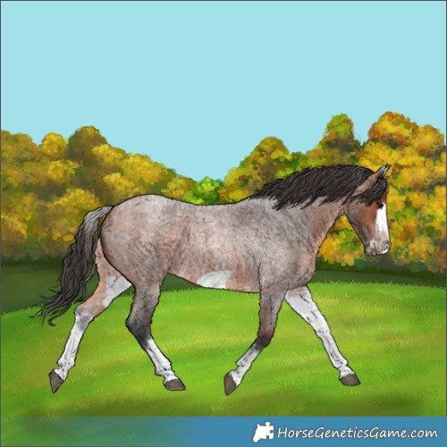 Horse Color:White Spotted Bay Roan Frame 