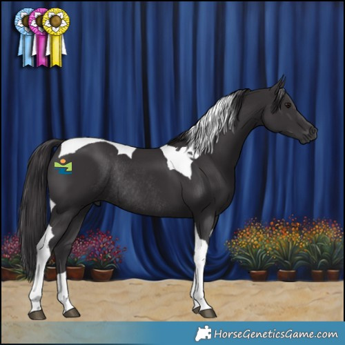Horse Color:Smoky Black Tobiano Rabicano 