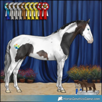 Horse Color:Brown Splash Tobiano Rabicano 