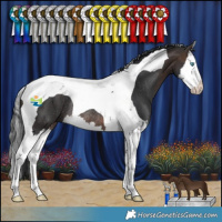 Horse Color:Brown Splash Tobiano Rabicano