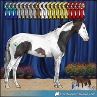 Horse Color:Brown Splash Tobiano Rabicano 