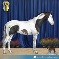Horse Color:Brown Splash Tobiano Rabicano