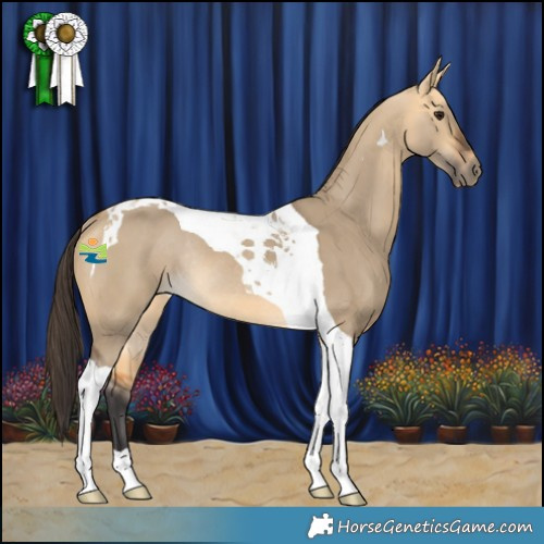 Horse Color:Buckskin Dun Tobiano Rabicano 