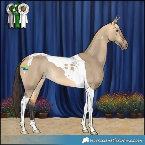 Horse Color:Buckskin Dun Tobiano Rabicano 