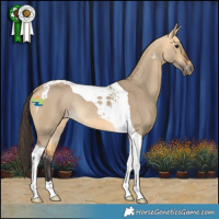 Horse Color:Buckskin Dun Tobiano Rabicano