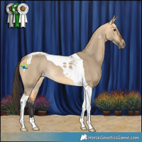 Horse Color:Buckskin Dun Tobiano Rabicano
