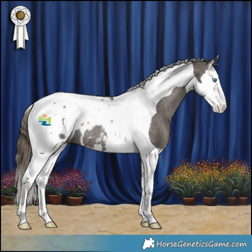 Horse Color:Smoky Grullo Splash Tobiano Appaloosa Rabicano 