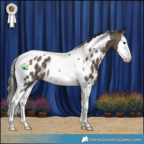 Horse Color:Brown Dun Splash Tobiano Appaloosa Rabicano 