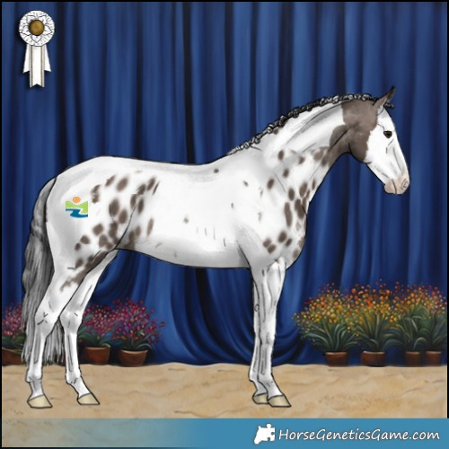 Horse Color:Brown Dun Splash Tobiano Appaloosa Rabicano 