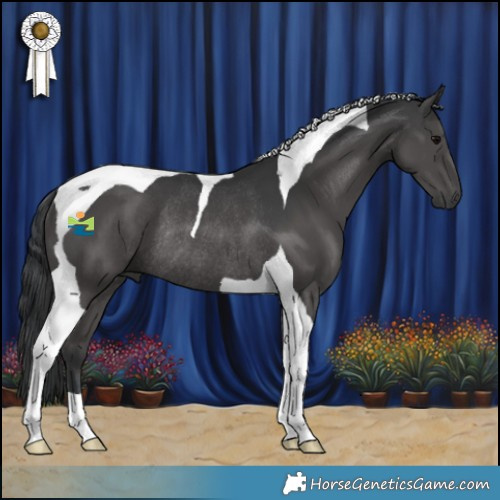 Horse Color:Black Tobiano Rabicano 