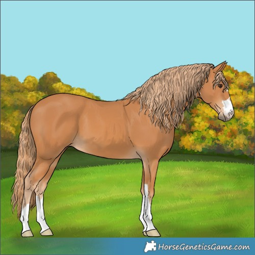 Horse Color:Chestnut 