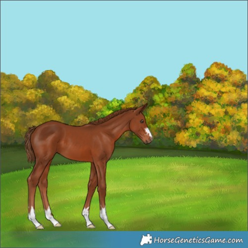 Horse Color:Chestnut 