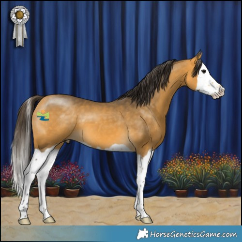 Horse Color:Buckskin Splash 