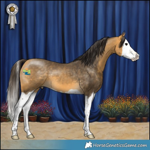 Horse Color:Buckskin Splash 