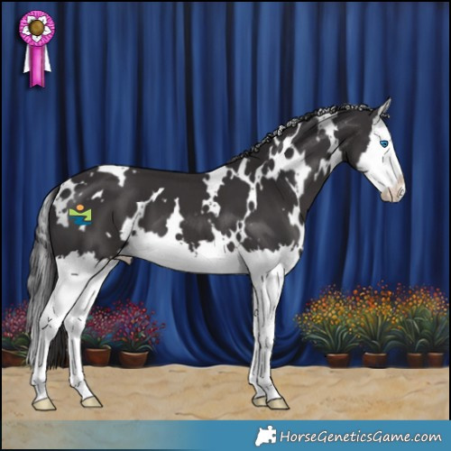 Horse Color:White Spotted Smoky Black Splash 