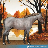 Horse Color:Gray Liver Red Roan 