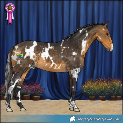 Horse Color:White Spotted Buckskin 