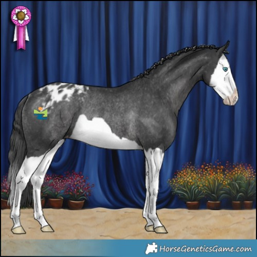Horse Color:Black Splash Appaloosa Rabicano 
