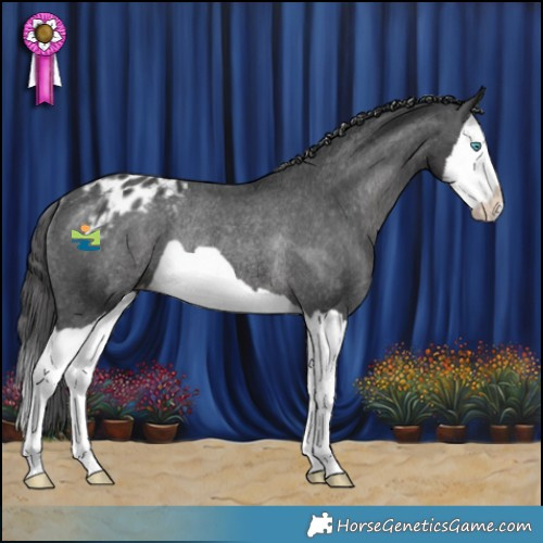 Horse Color:Black Splash Appaloosa Rabicano 