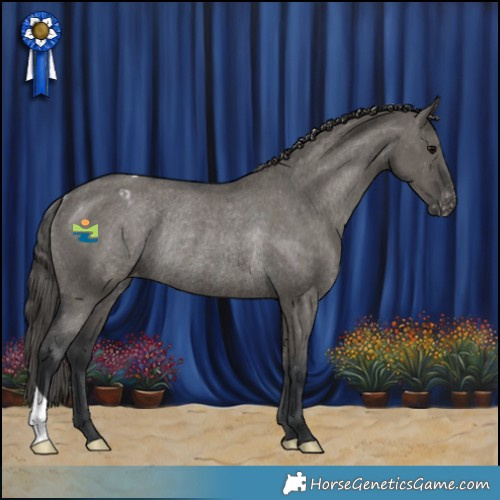 Horse Color:Grullo Appaloosa Rabicano 