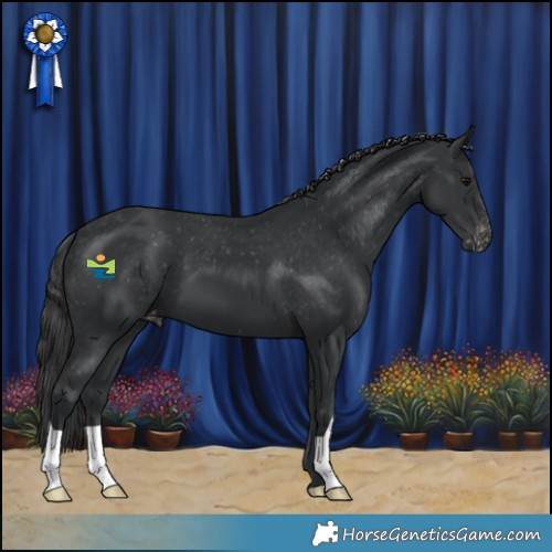 Horse Color:Black Appaloosa 