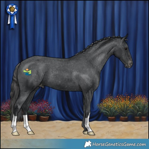 Horse Color:Black Appaloosa 