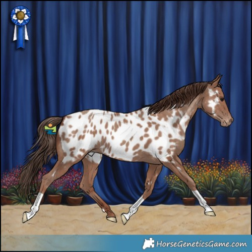 Horse Color:Classic Champagne Appaloosa 