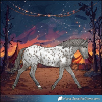 Horse Color:Grullo Near Leopard