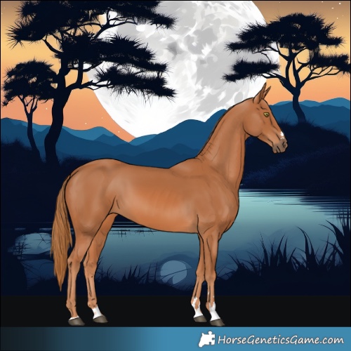 Horse Color:Chestnut 