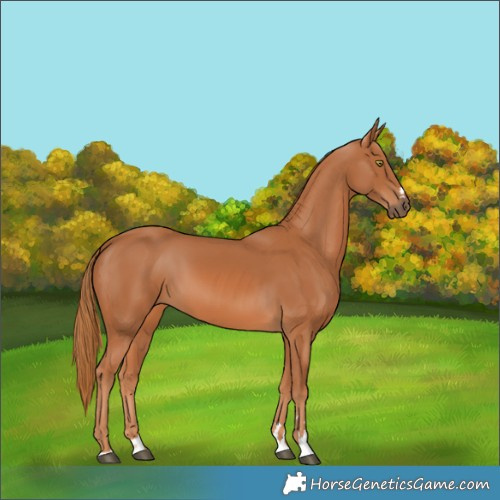 Horse Color:Chestnut 