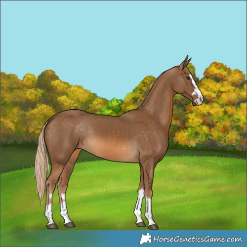 Horse Color:Chocolate Palomino 