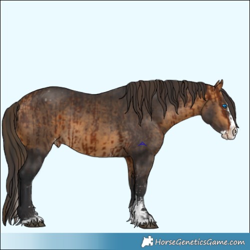 Horse Color:Bay Sabino Splash Appaloosa  and Buckskin Sabino Splash Appaloosa 