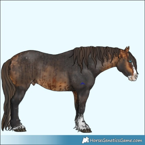 Horse Color:Bay Sabino Splash Varnish  and Buckskin Sabino Splash Varnish 