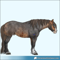 Horse Color:Bay Sabino Splash Appaloosa and Buckskin Sabino Splash Appaloosa