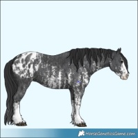Horse Color:Black Sabino Splash Appaloosa  and Black Sabino Appaloosa 