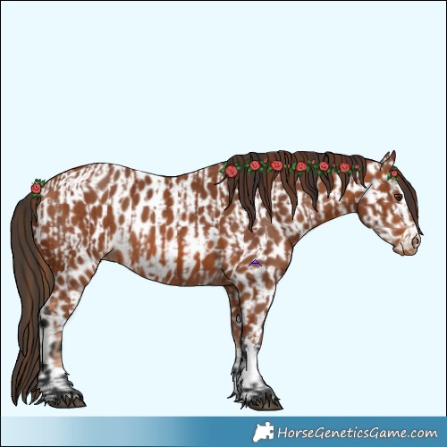 Horse Color:Chestnut and Bay Appaloosa