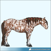 Horse Color:Chestnut  and Bay Appaloosa 