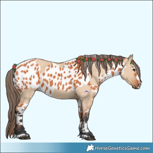 Horse Color:Red Dun  and Bay Appaloosa 