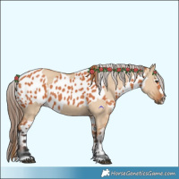 Horse Color:Red Dun  and Bay Appaloosa 