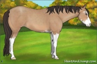Horse Color:Amber Champagne Sabino 