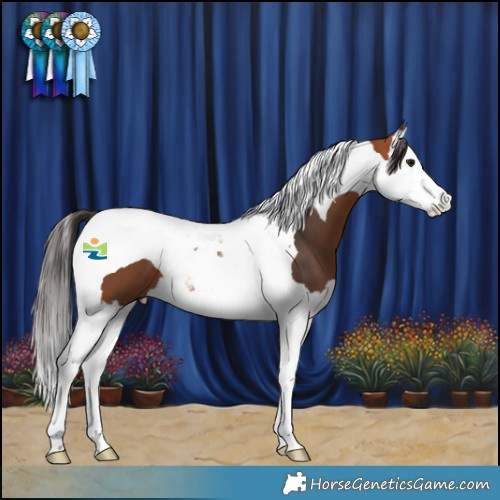 Horse Color:Bay Splash Tobiano 