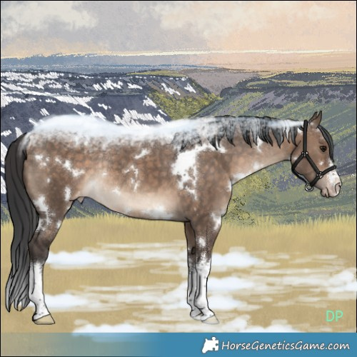 Horse Color:White Spotted Brown Dun Appaloosa Rabicano 