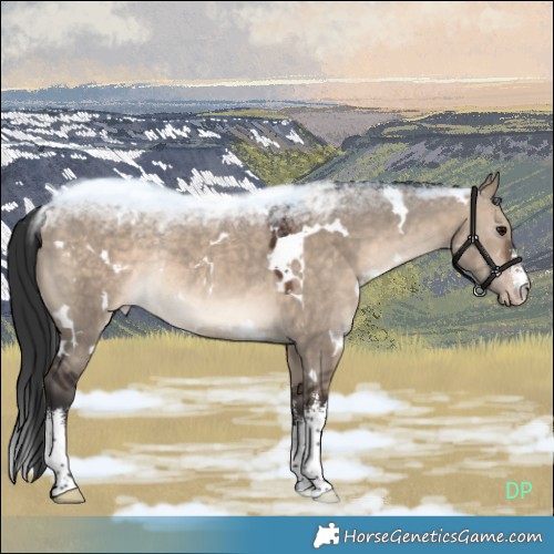 Horse Color:White Spotted Brown Dun Appaloosa Rabicano