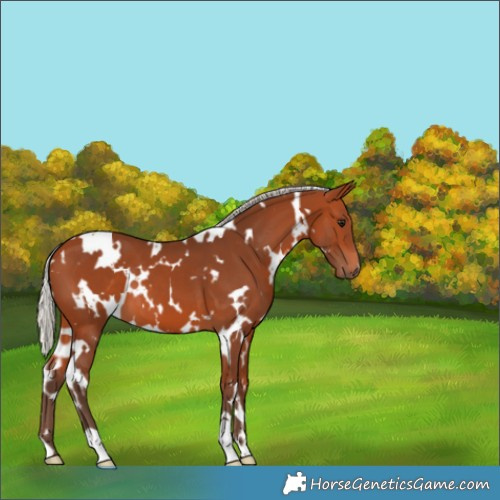 Horse Color:White Spotted Silver Bay 