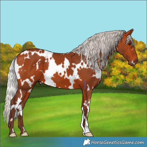 Horse Color:White Spotted Silver Bay 
