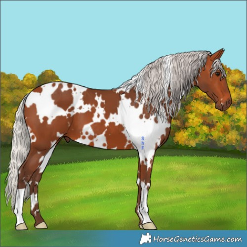 Horse Color:White Spotted Silver Bay 